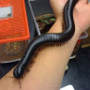 Meet your Posher, Kevin